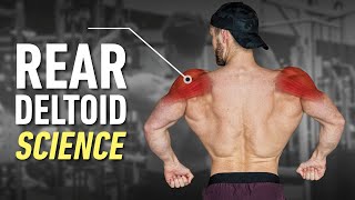 How To Build Boulder Rear Delts Optimal Training Explained [upl. by Norraj]