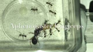 Aphaenogaster longiceps  first feeding [upl. by Orville]