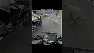 Cow Ne Superbike Par Attack Kiya 🥵😱motovlog viral ytshorts hyperride cow attack dog reels [upl. by Aliuqet206]