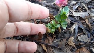 Overwintering LISIANTHUS in Zone 6a Missouri  Update [upl. by Oirtemed]