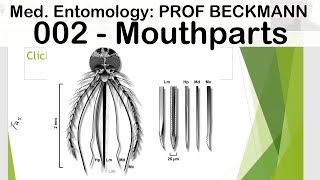 Medical Entomology 002 Mouthparts [upl. by Iddet]