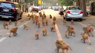 Mischievous Monkeys Take Over Government Buildings in India [upl. by Smiley]