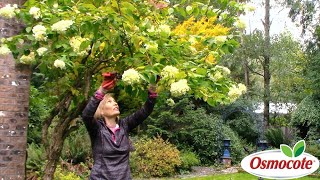 How to Prune Pee Gee Hydrangeas [upl. by Alleciram112]