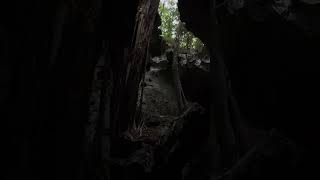 Green Grotto Caves Jamaica 🇯🇲 [upl. by Rehtae]