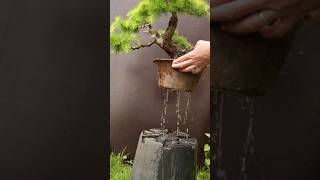 How to properly water bonsai [upl. by Zoilla190]