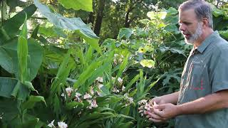 Hardy ginger Hedychium spp  Plant Identification [upl. by Agee]