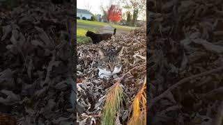 Cat with GoPro fights and asserts dominance🥶🥶  Compilation pt3 [upl. by Thacker335]