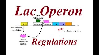 Lac Operon  Gene regulation  2023 [upl. by Pass]