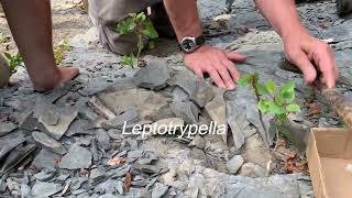 Fossil Collecting with Carl Brett Bryozoan [upl. by Gunter]