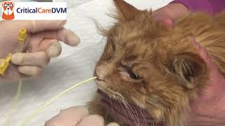 Nasoesophageal NE tube placement in a cat [upl. by Atinnod]