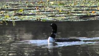 Common Loons and calls [upl. by Nacnud]