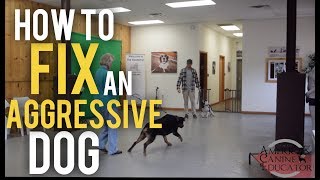 Fearful Dog Aggression Training and Rehabilitation with Americas Canine Educator [upl. by Avat80]