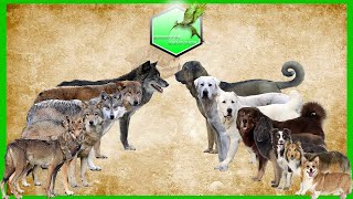 Shepherd dog vs Wolfs Species Comparison Dog vs WolfWolwes and Dog [upl. by Yanahs863]