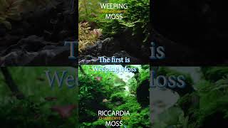 Best Moss For Aquarium  Weeping Moss And Riccardia Chamedryfolia Moss aquarium moss [upl. by Yvehc]