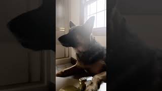 German shepherd howling [upl. by Eleni]