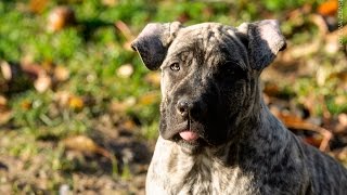 Life with Presa Canario  simple puppy walk [upl. by Ursulette]