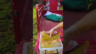 Sweet life asmr food honey farm honeycombeating village farming honeyberry satisfying [upl. by Enidlareg]