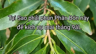 Hiểu kỷ về cách phun phân kích nụ mai này tháng 9âLđể giúp cây lên nụ hiệu quả [upl. by Elleiand]