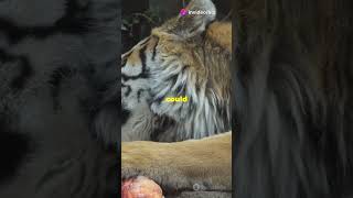 😱how dangerous was the saber toothed tiger animals catfamily youtubeshorts boiplace [upl. by Odrude938]