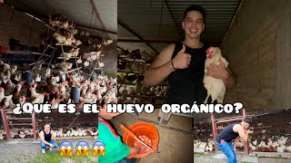 Granja de huevos  Huevos Orgánicos VS Huevos normal🥚 [upl. by Nonnah]