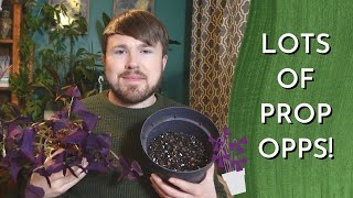 Oxalis Triangularis COMPLETE Plant Care Guide  Planting Dormancy and Propagation 34 methods [upl. by Laresa]