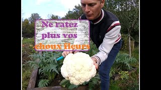 Des choux fleurs magnifiques astuces et conseils [upl. by Hgeilyak]