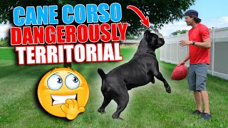 Cane Corso Territorial How To Deal canecorso crime [upl. by Kcirdaed]