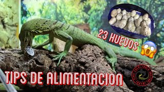 TIPS ALIMENTACIÓN VARANOS🦎PRIMER PUESTA 2020CURSOS EN EL PIMVS [upl. by Lyreb]