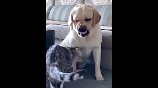 cat and dog crazy moment 🤭 catdog funny crazy [upl. by Auqinahs]