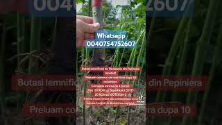 Vrei butasi de Paulownia Poti comanda acum pe Whatsapp 0040754752607 [upl. by Kiele489]