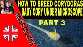 HOW TO BREED CORYDORAS CATFISH PART 3 MICRO WORLD [upl. by Ramor]