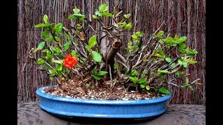 Chaenomeles Japonica  Cold Hardy Red Japanese Quince Shrub 6 [upl. by Mor]