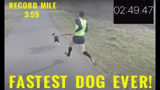 Worlds Fastest Dog Walk  359 Mile [upl. by Eaton918]