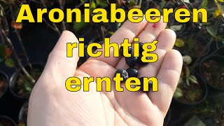 Aroniabeeren richtig ernten mit Stiel oder besser ohne So ernten Sie Aroniabeeren richtig [upl. by Philbin]