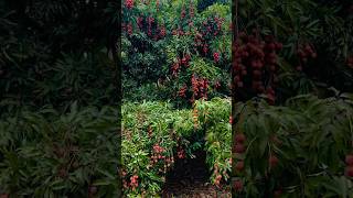 Lichi nature shortsvideo lovemusic virealshorts music song lichi [upl. by Hwu396]