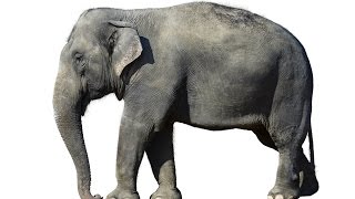 Elephant Animals for Children Kids Videos Kindergarten Preschool Learning Toddlers Sounds Songs Zoo [upl. by Oibaf905]