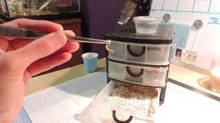 Mealworm Breeding DIY [upl. by Dis]