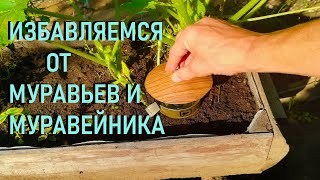 Как избавиться от муравьев на участке [upl. by Enimrej]