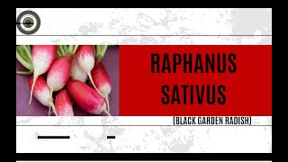 RAPHANUS SATIVUS HOMOEOPATHIC MEDICINE [upl. by Angelle14]