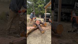 Stihl ms362 with 25 inch bar in some Pacific Madrone firewood wolferidgemfg stihl westcoastsaw [upl. by Bobette]