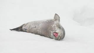 Weddell Seal Wait For That Cute Yawn [upl. by Iney]