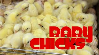 Baby Chicks Hatching Farm 2020  Hatchery Chicks How To Produce  Cute Chicks [upl. by Velma]