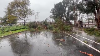 Two large trees block both lanes on Storke Rd in Goleta [upl. by Georgia]