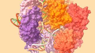 Molecular Dynamics of the CRISPRCas9RNADNA complex [upl. by Acinnod]