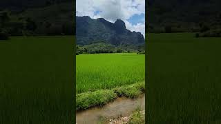 Beautiful rice crops on Vang Vieng [upl. by Eluk]