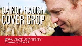 This Radish is HUGE Cover Crop Research [upl. by Lilyan]