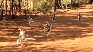 Dance of the Sifakas [upl. by Marvella]