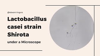 Lactobacillus casei strain Shirota LcS under a Mircroscope [upl. by Gerty]