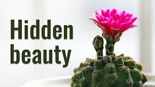 CACTUS FLOWERING SECRETS  TOP 5 CACTI WITH 100 BLOOMING [upl. by Eeram]