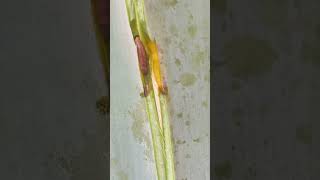 Barrenador de las pencas del agave shortvideo agaves maguey [upl. by Ethbin]